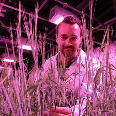 A man looks through tall grassy plant stalks in a room with pink lighting